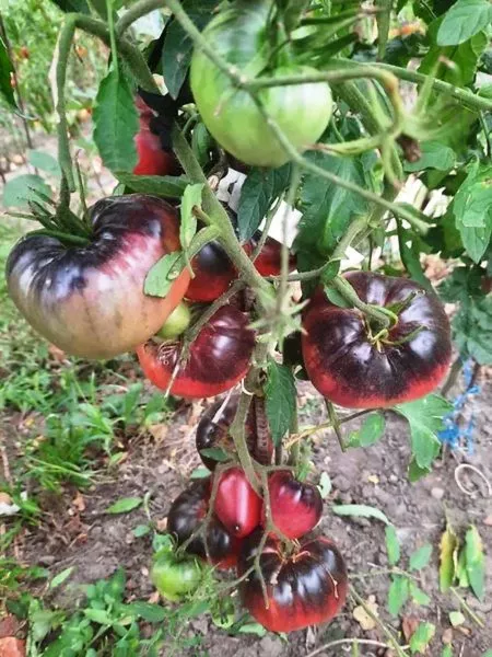 mladshiy-serzhant-2-167442