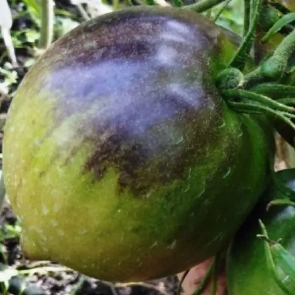 mladshiy-serzhant-3-167442