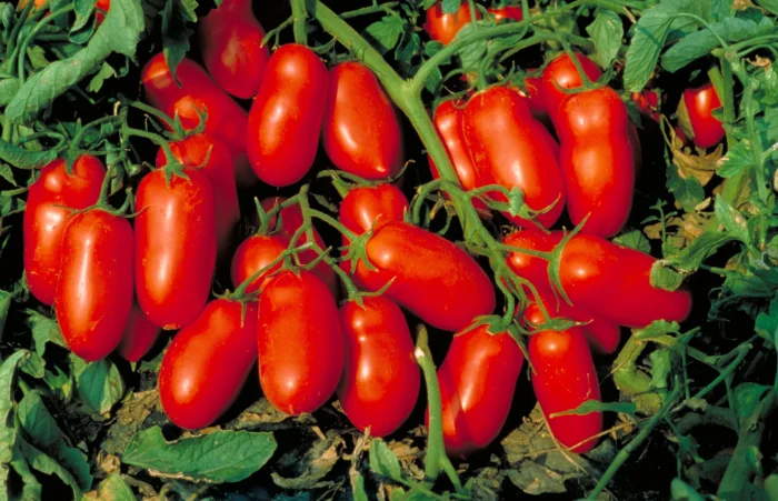 mnogoplodnyy-773-1-140612-1