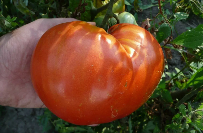 moguchan-stepanova-3-150936