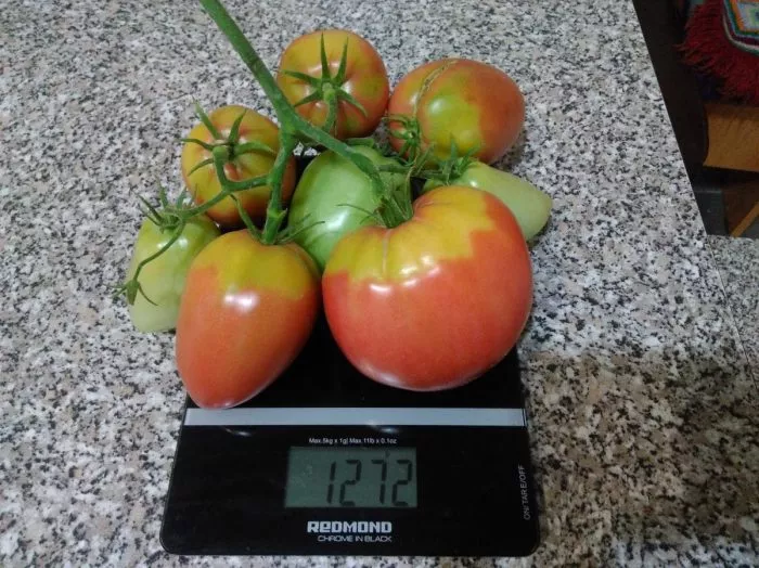 moguchan-stepanova-4-150936