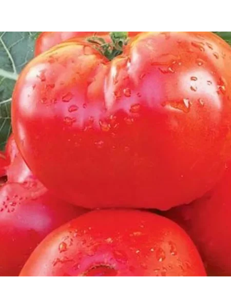 moguchan-stepanova-6-150936