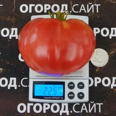 moguchan-stepanova-8-150936