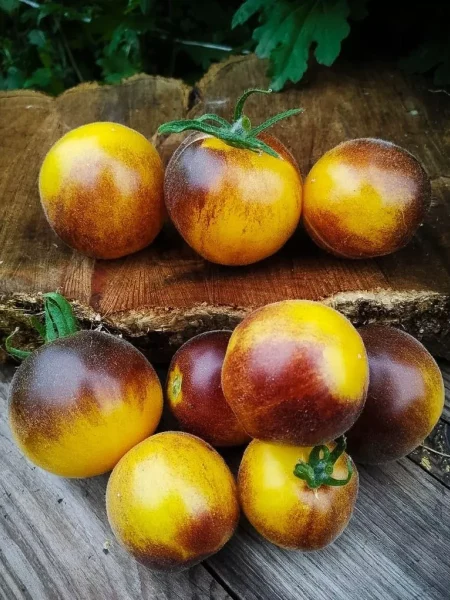 mohnatyy-keyt-3-148807