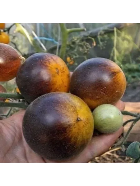 mohnatyy-keyt-5-148807