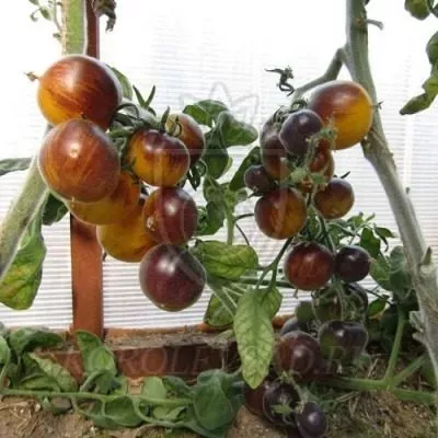 mohnatyy-keyt-6-148807