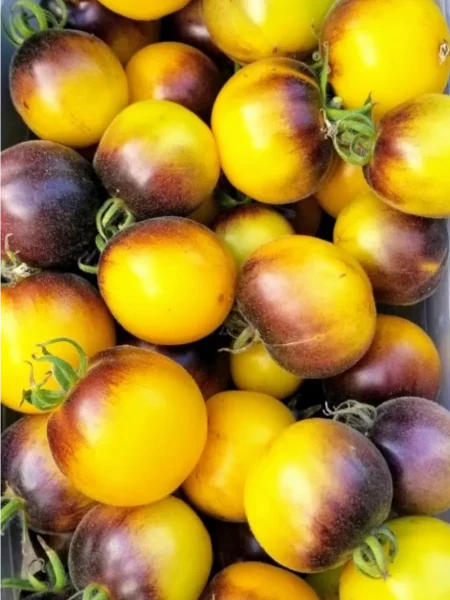 mohnatyy-keyt-main-148807