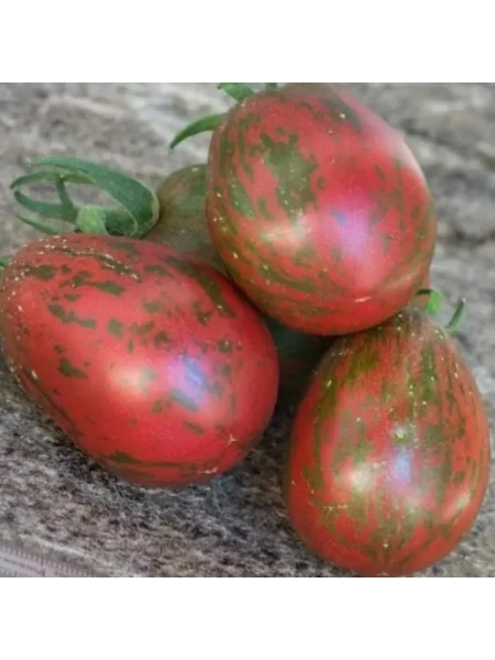 morskie-kolokolchiki-1-158978