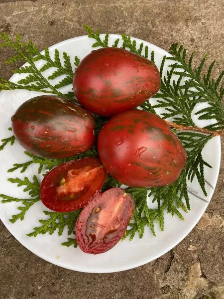 morskie-kolokolchiki-10-158978