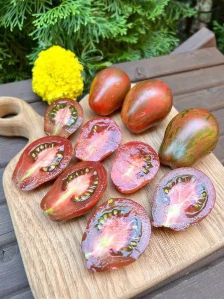 morskie-kolokolchiki-11-158978