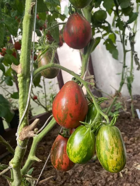 morskie-kolokolchiki-3-158978