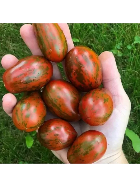 morskie-kolokolchiki-6-158978