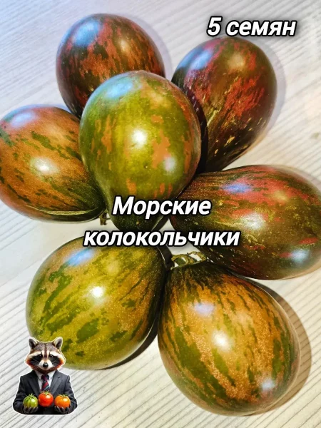 morskie-kolokolchiki-8-158978