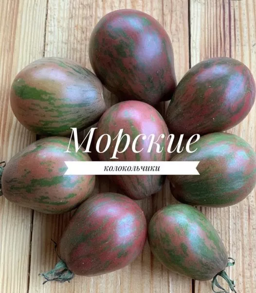 morskie-kolokolchiki-9-158978