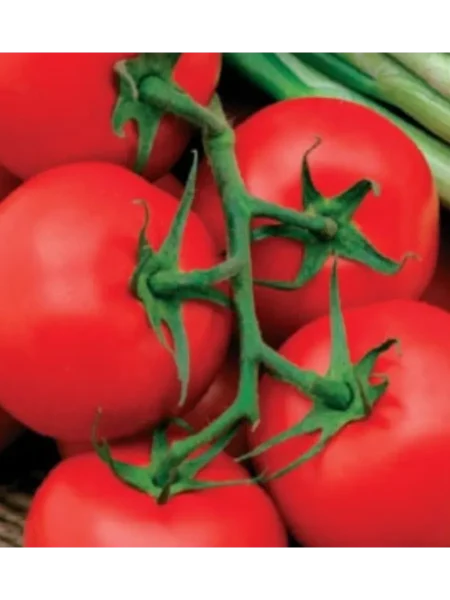 moya-radost-1-137378