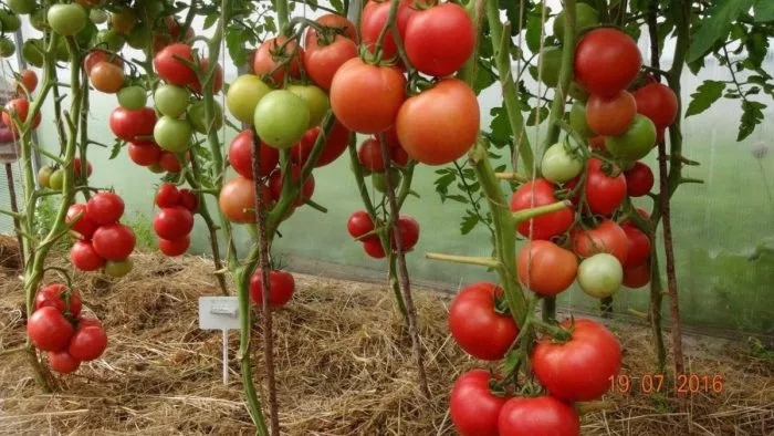 moya-radost-3-137378