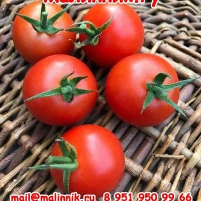 moya-radost-5-137378