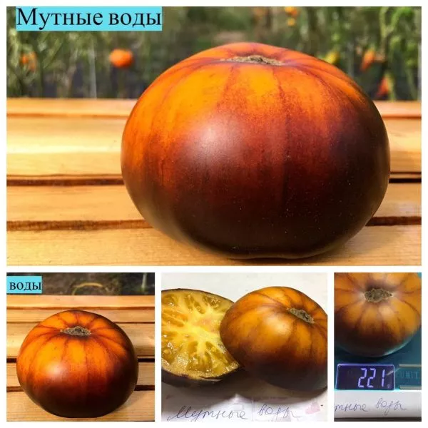 mutnye-vody-4-139422