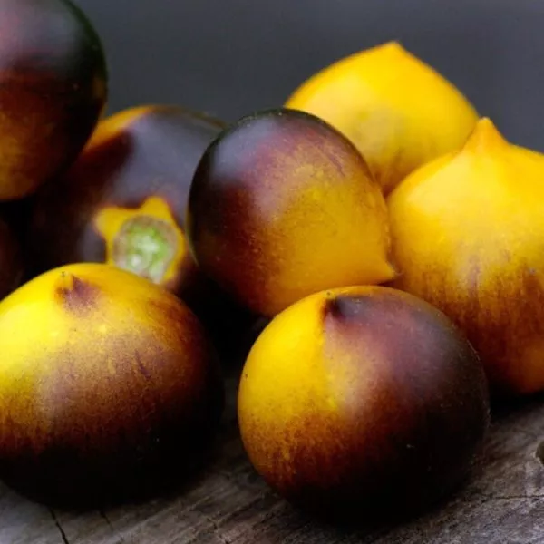 n-34-rot-main-168467