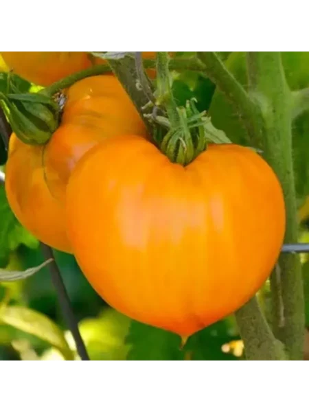 nemetskaya-oranzhevaya-klubnika-1-165144