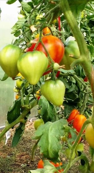 nemetskaya-oranzhevaya-klubnika-3-165144