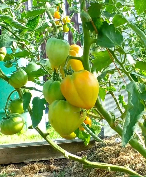 nemetskaya-oranzhevaya-klubnika-5-165144