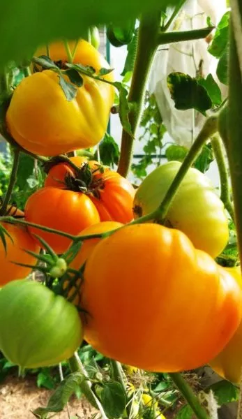 nemetskaya-oranzhevaya-klubnika-8-165144