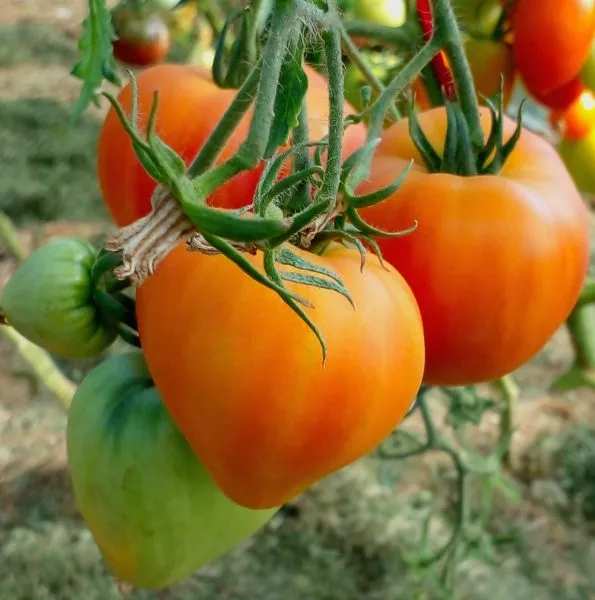 nemetskaya-oranzhevaya-klubnika-main-165144