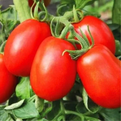 nepas-13-nepasynkuyuschiysya-slivovidnyy-3-165271