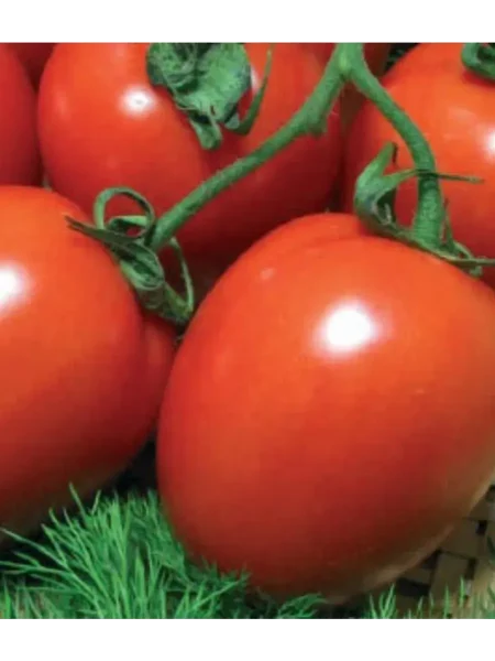 nepas-13-nepasynkuyuschiysya-slivovidnyy-main-165271