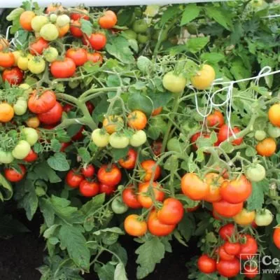 nepas-3-nepasynkuyuschiysya-rozovyy-2-164069