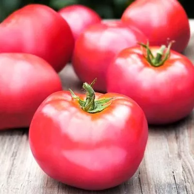 nepas-3-nepasynkuyuschiysya-rozovyy-main-164069