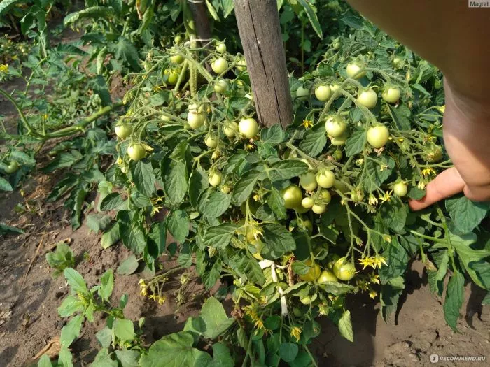 nepas-4-nepasynkuyuschiysya-oranzhevyy-serdtsevidnyy-3-168607