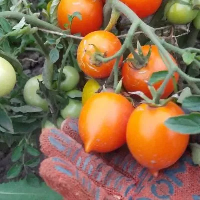 nepas-4-nepasynkuyuschiysya-oranzhevyy-serdtsevidnyy-5-168607