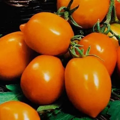 nepas-4-nepasynkuyuschiysya-oranzhevyy-serdtsevidnyy-6-168607