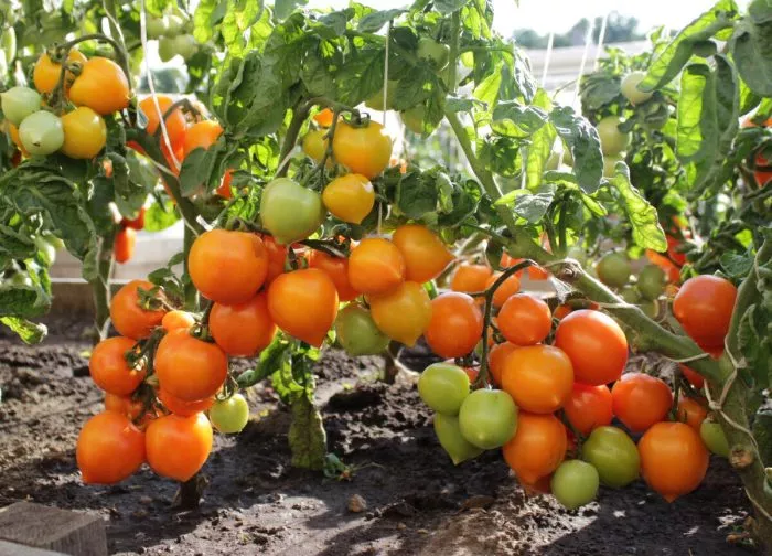 nepas-4-nepasynkuyuschiysya-oranzhevyy-serdtsevidnyy-main-168607