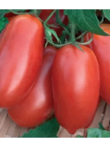 nepas-8-nepasynkuyuschiysya-morkovnyy-2-143540