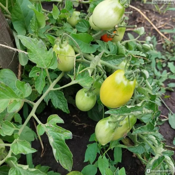 nepas-8-nepasynkuyuschiysya-morkovnyy-3-143540