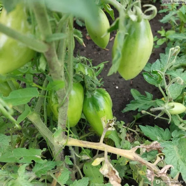 nepas-8-nepasynkuyuschiysya-morkovnyy-4-143540