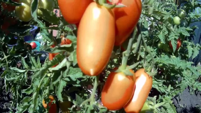 nepas-8-nepasynkuyuschiysya-morkovnyy-6-143540