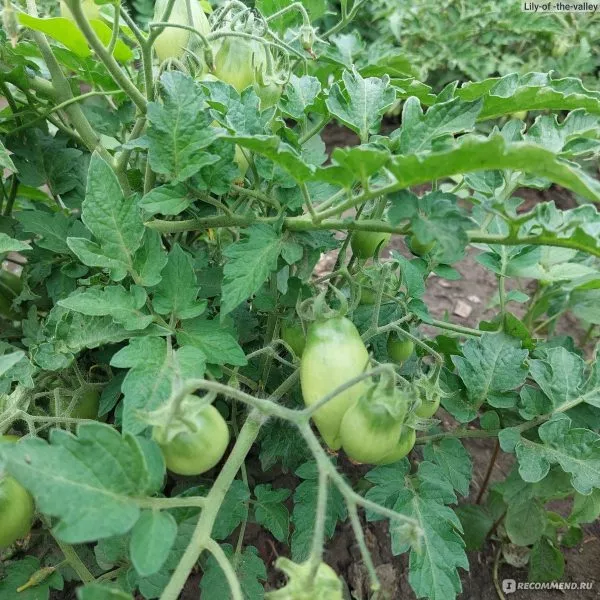 nepas-8-nepasynkuyuschiysya-morkovnyy-7-143540