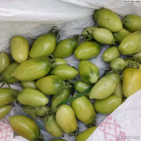 nepas-8-nepasynkuyuschiysya-morkovnyy-8-143540