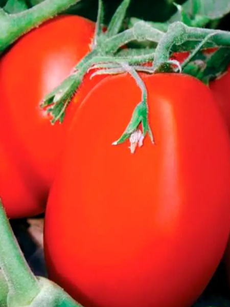 nepasynkuyuschiysya-krasnyy-2-168679