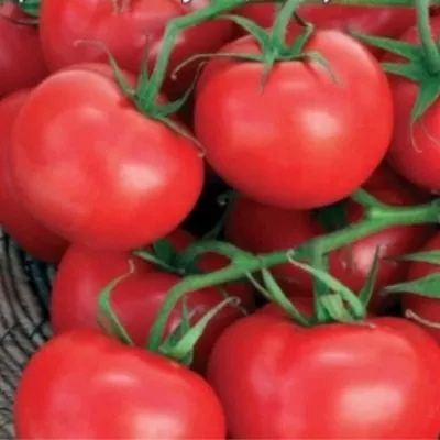 nepasynkuyuschiysya-krasnyy-5-168679