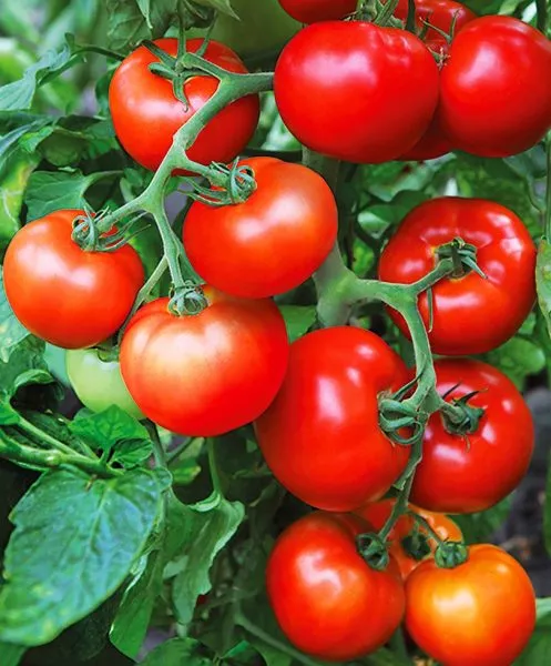 nepasynkuyuschiysya-krasnyy-main-168679