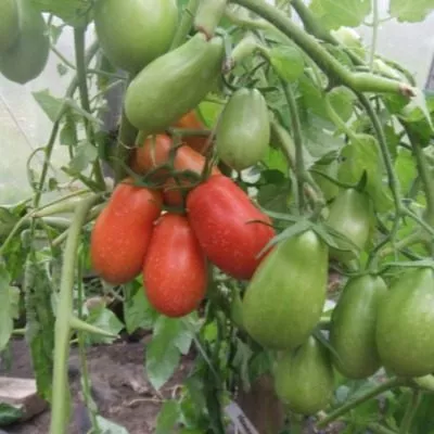 nepasynkuyuschiysya-zasolochnyy-4-168805