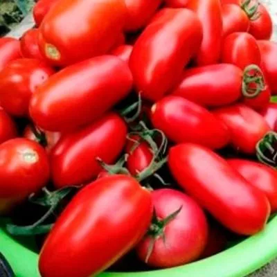 nepasynkuyuschiysya-zasolochnyy-5-168805