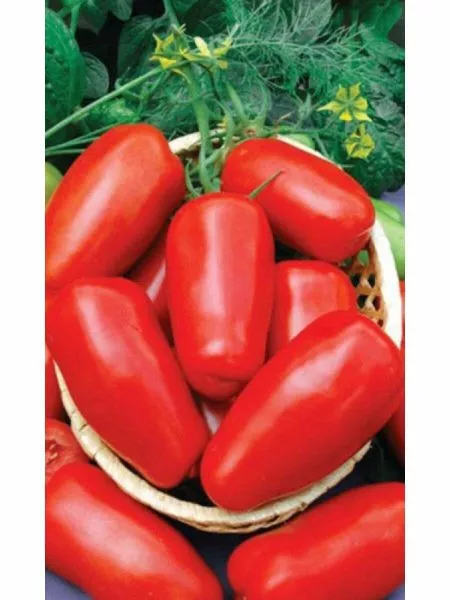 nepasynkuyuschiysya-zasolochnyy-main-168805