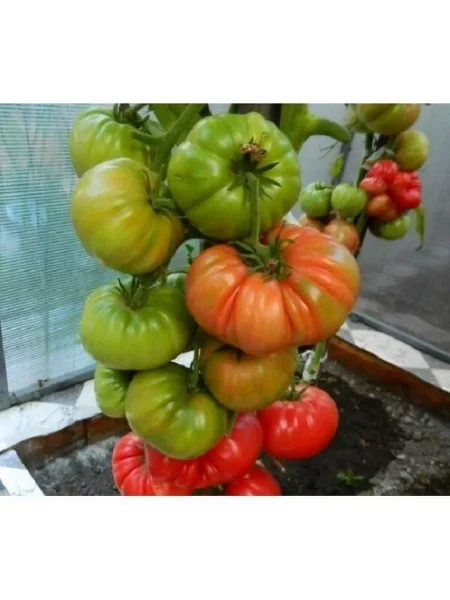 nikolay-nikolaevich-1-168395