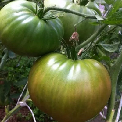 nikolay-nikolaevich-11-168395